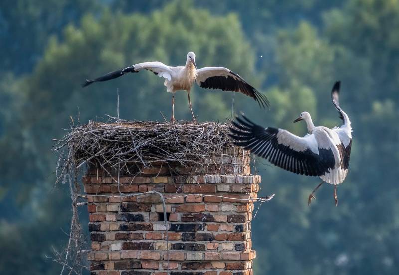 Expert Chimney Animal Removal in Glencoe, IL Professional Chimney Animal Removal Services in Glencoe, Illinois