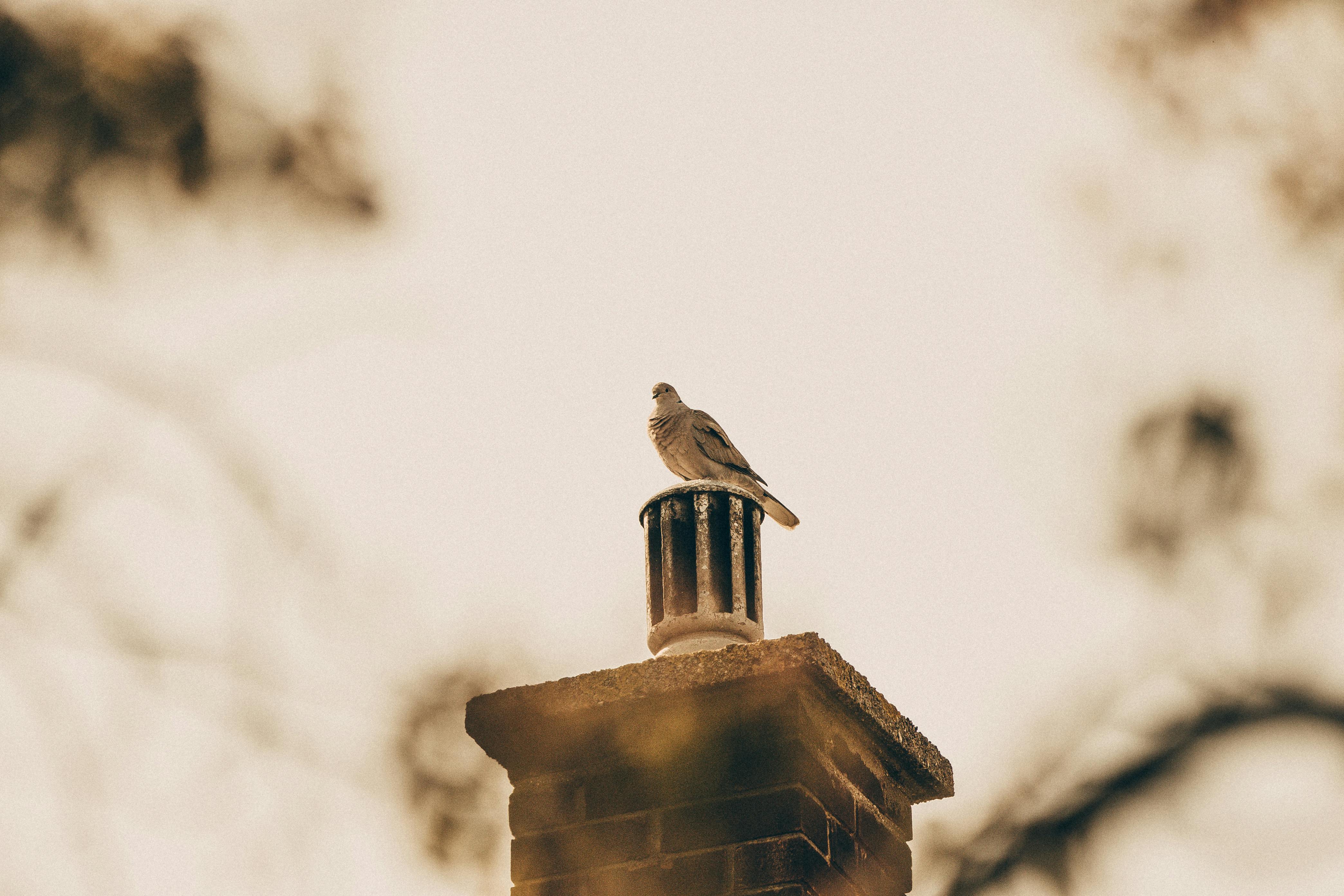 Professional Chimney Cap and Damper In Glencoe Illinois